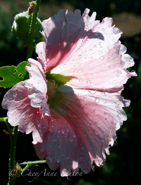 hollyhock peppermint pink in the rain