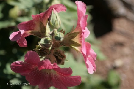Bright Watermelon Pink Hollyhock blossoms