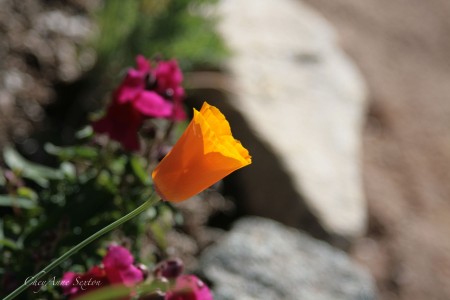 California Poppy and magenta snapdragons