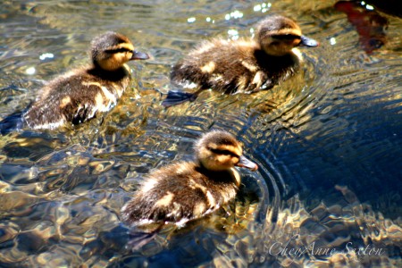 aren't they the cutest little duckies