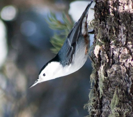 White-Breasted Nuthatch stretched out